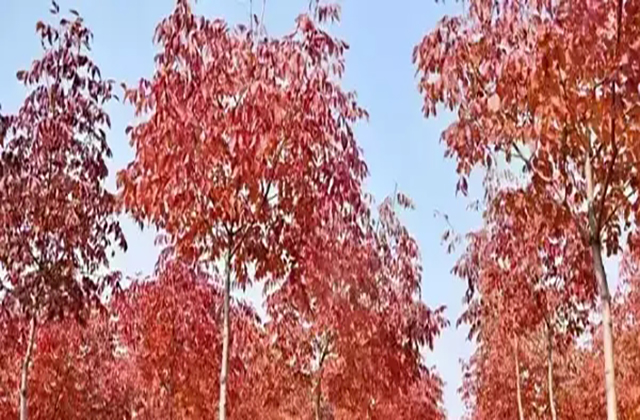 华北地区植物介绍（满满的全是干货）